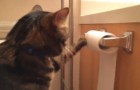 Kot Willie i papier toaletowy