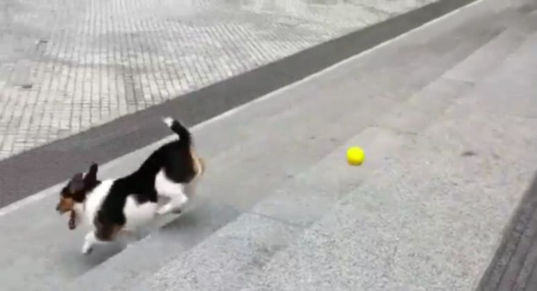 Piesek sam sobie rzuca piłkę do zabawy
