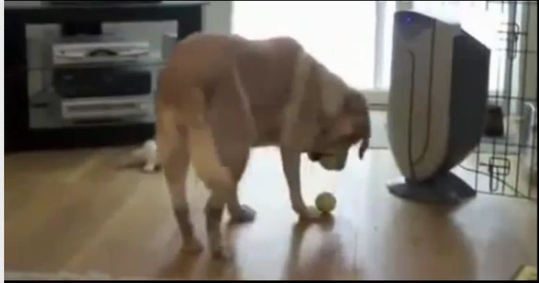 Pomysłowy pies i trzy piłki