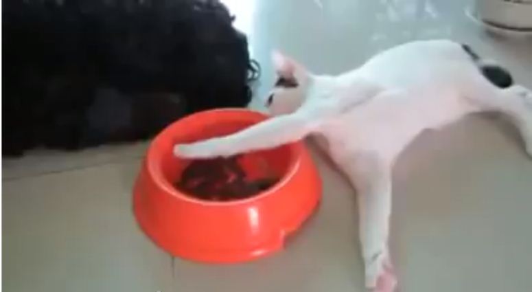 Kot kradnie psu jedzenie
